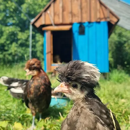 Dom Pod Mandragora Świeradów-Zdrój