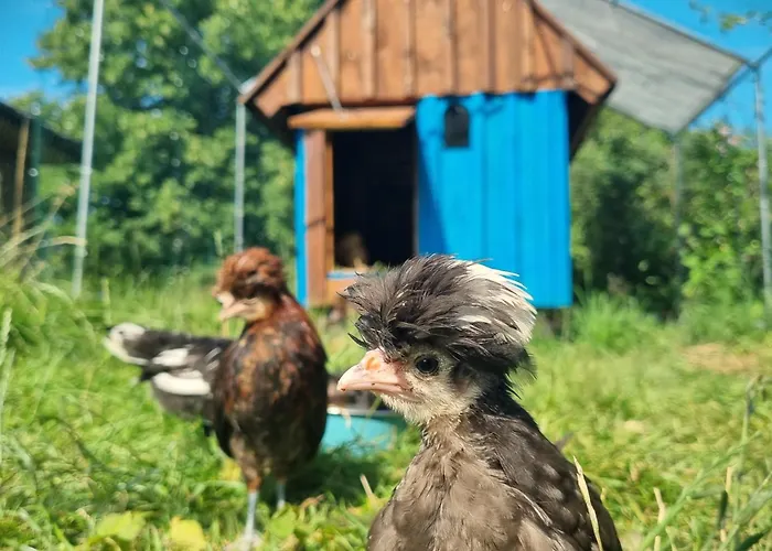 Dom Pod Mandragora Świeradów-Zdrój